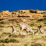 Kibber Wildlife Sanctuary Tourism in Lahaul and Spiti, Himachal Pradesh