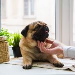 Rincón Vet – Veterinario | Ñuñoa